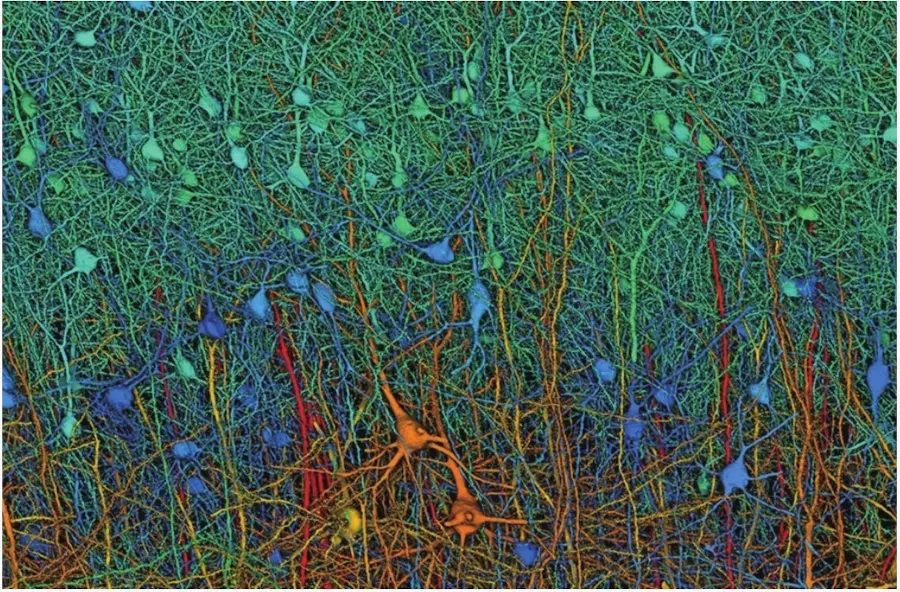 對(duì)話(huà)清華教授劉嘉:AI時(shí)代,我們?cè)搶W(xué)什么?怎么學(xué)? 計(jì)算機(jī)模擬的神經(jīng)元連接圖譜