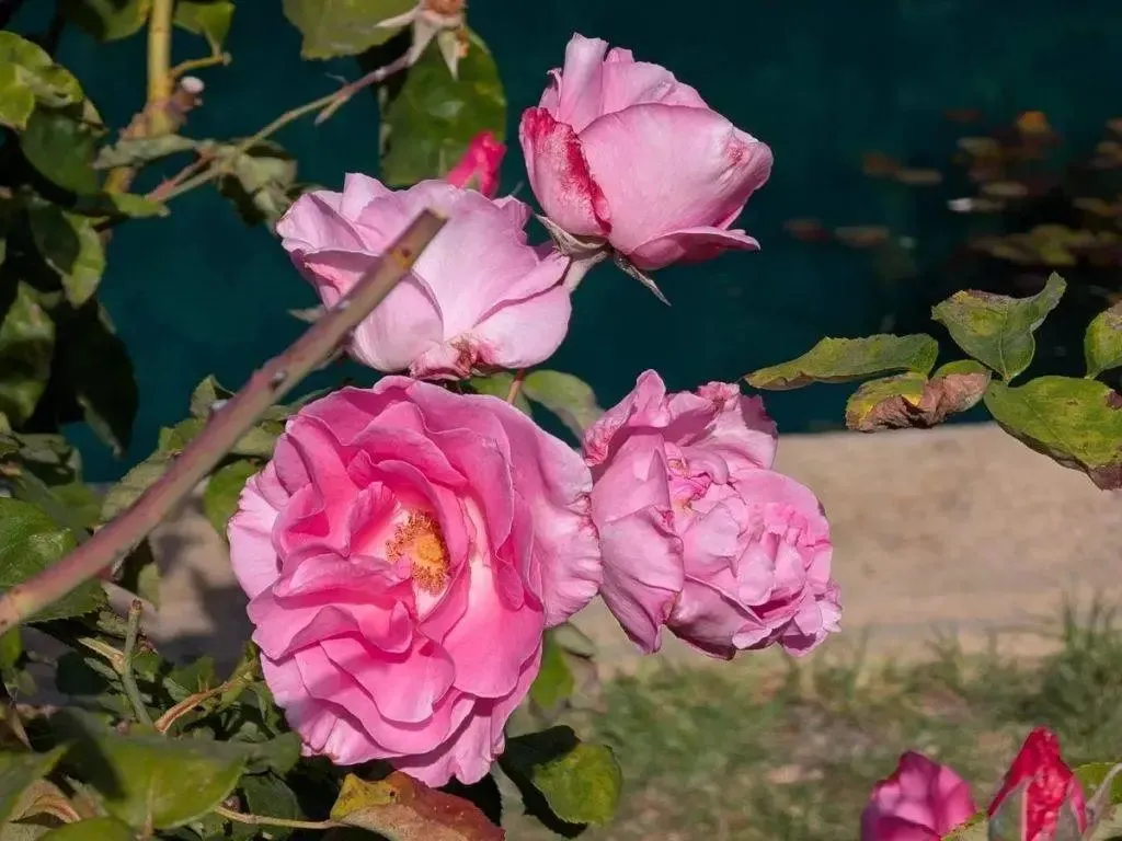 Google Pixel,在當(dāng)今的市場(chǎng)中確實(shí)是一款非常獨(dú)特的手機(jī)