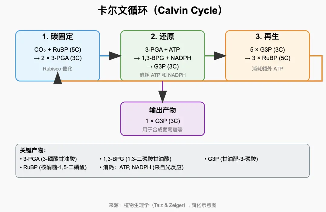 王興一鳴驚人!美團首個開源大模型追平DeepSeek-V3.1